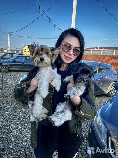 Передержка собак маленьких пород