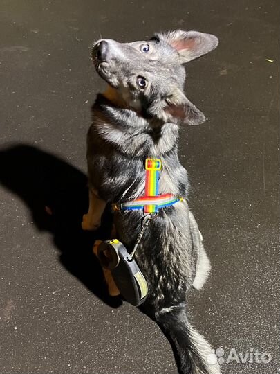 Н образная шлейка для собак + благотворительность