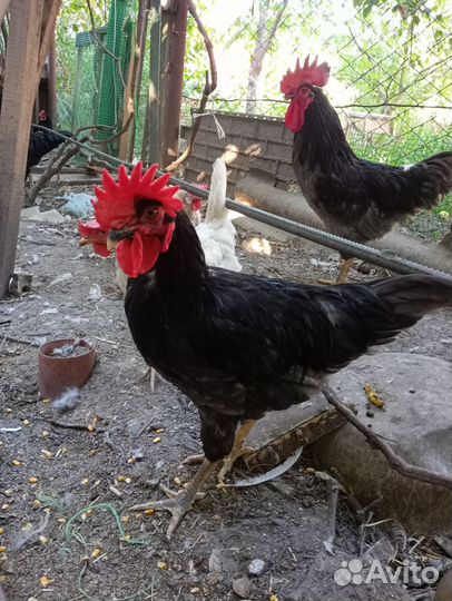 Куры петухи