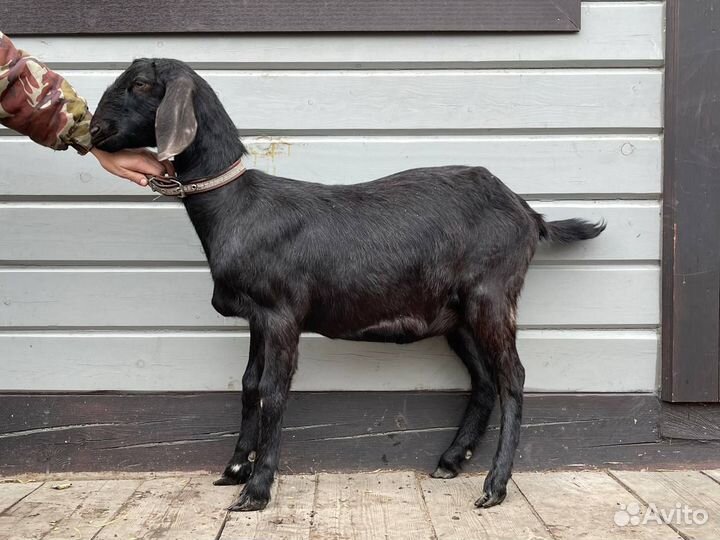 Англо нубийские козы