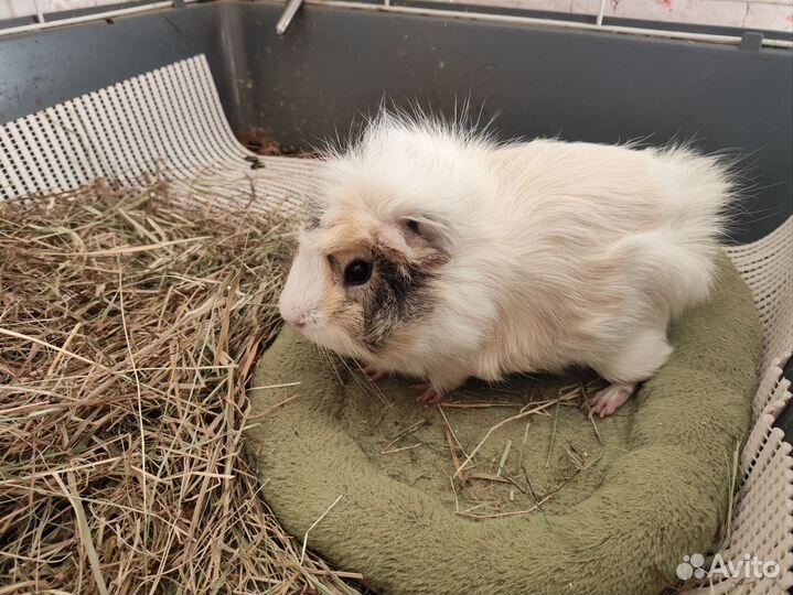 Морские свинки с клеткой