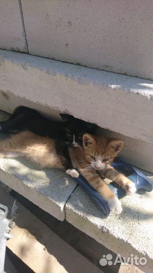 Котята в добрые руки бесплатно