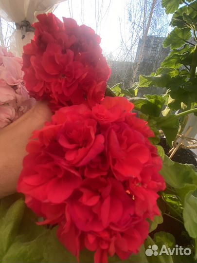 Сортовые пеларгонии