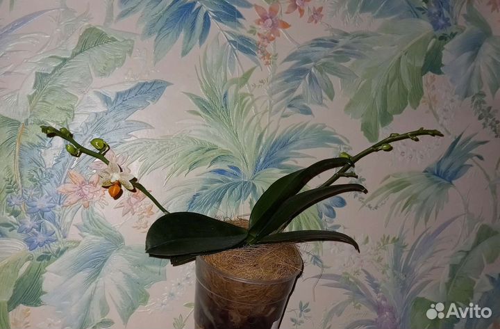 Орхидея Мини Марк Цветет