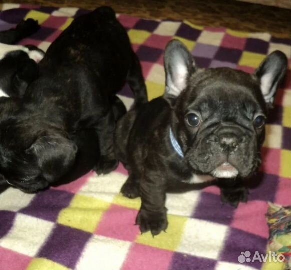 Французский бульдог