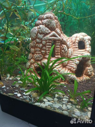 Растения для аквариума