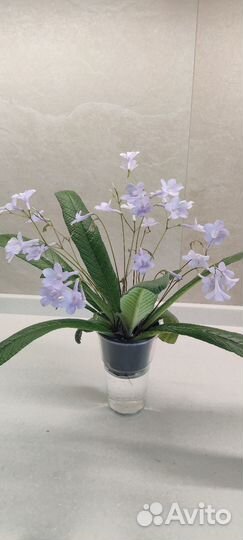 Стрептокарпус