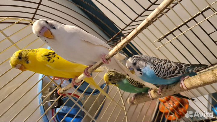 4 волнистых попугая