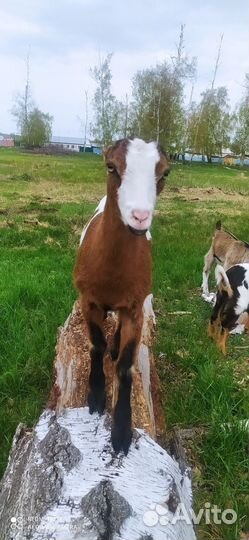 Козочки ламанча. Коза дойная