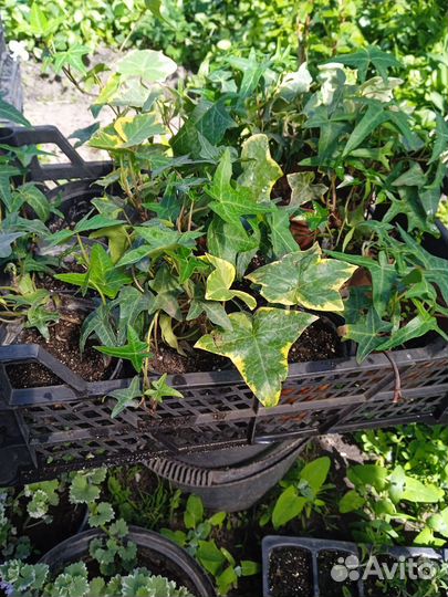 Плющ комнатный разные сорта