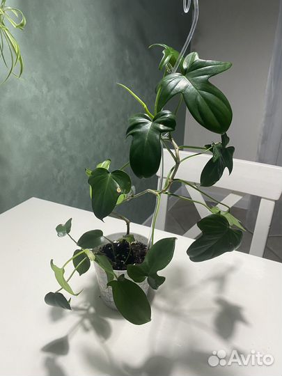 Филодендрон гитаровидный