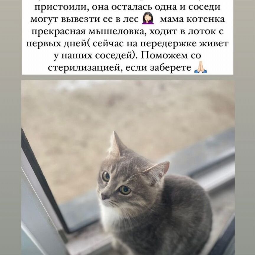 Котенок серый