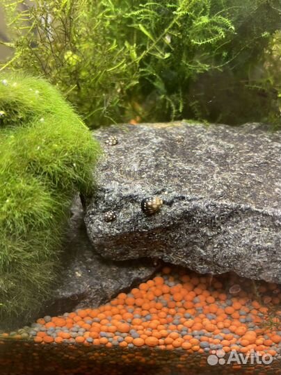 Улитки теодоксус