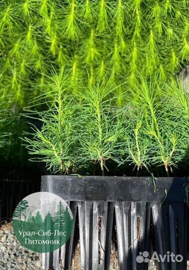 Сеянцы зкс Сосна окс Ель Лиственница Горная