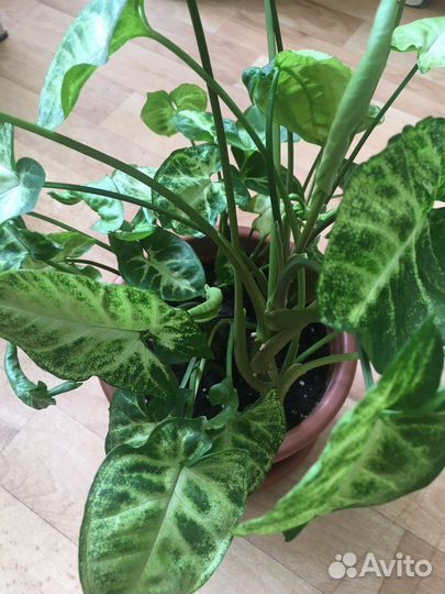 Сингониум Пикси