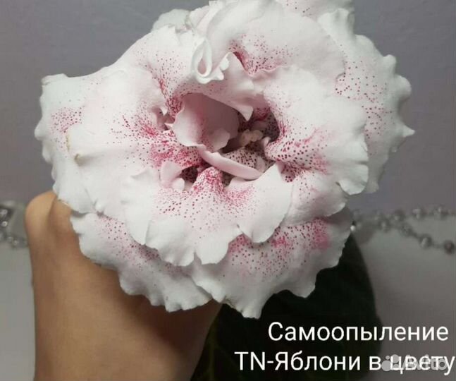 Семена глоксиний