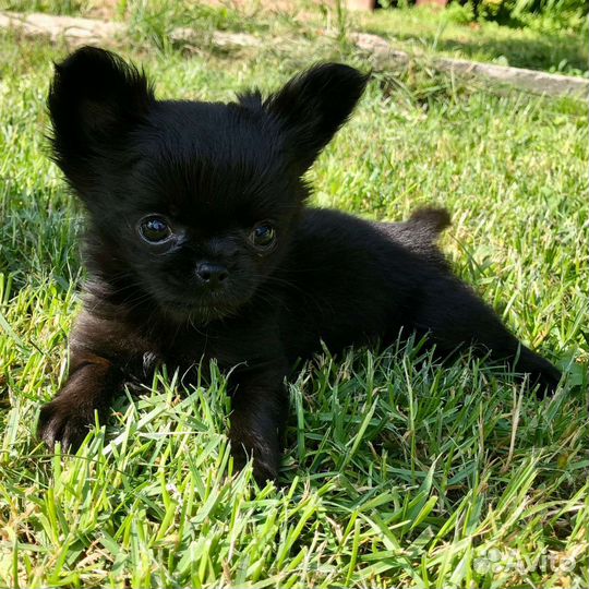 Маленькая собака чихуахуа