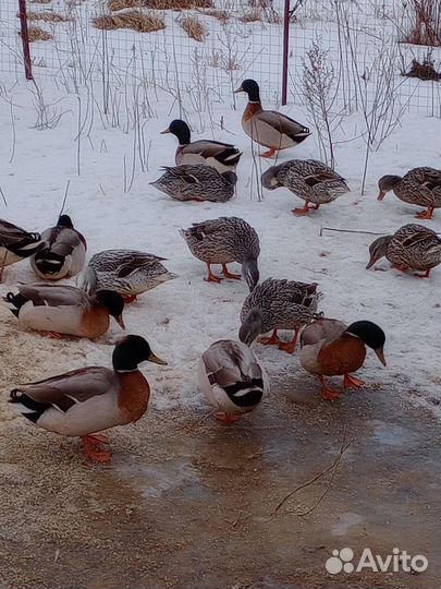 Подсадные утки