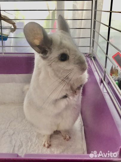 Шиншилла Белый Вильсон