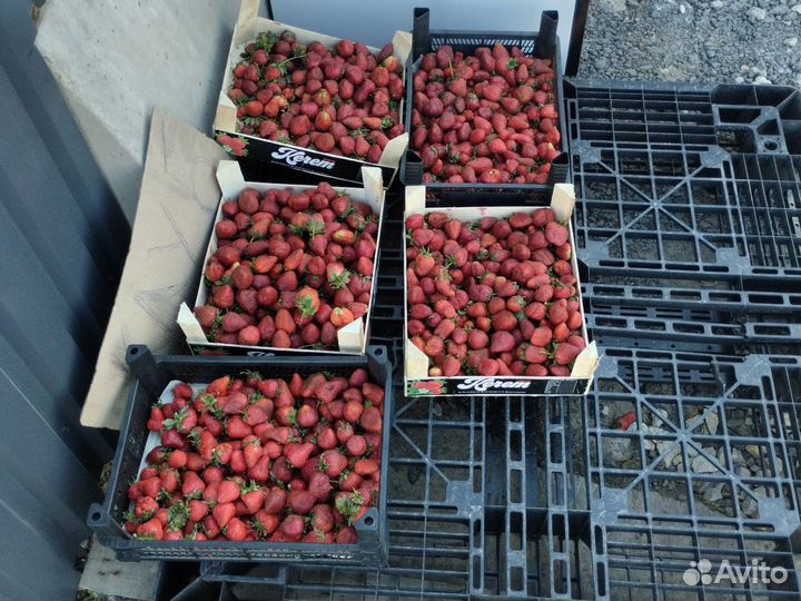 Клубника свежая оптом с доставкой