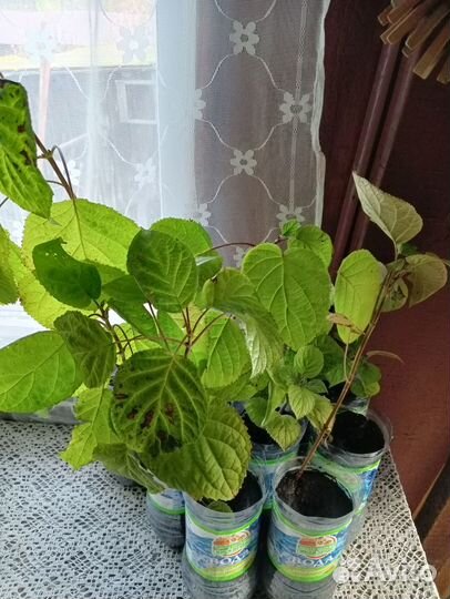 Гортензия саженцы