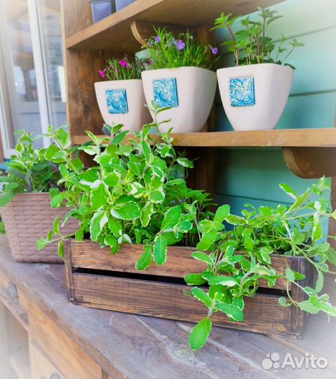 Пряные травы