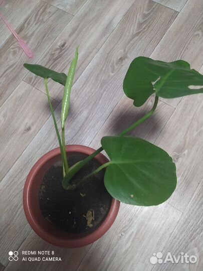 Цветок домашний Монстера