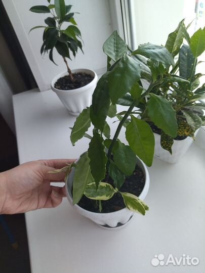 Педилантус вариегатный и зеленый