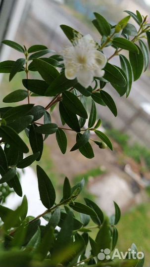 Гранат комнатный и миртовое дерево