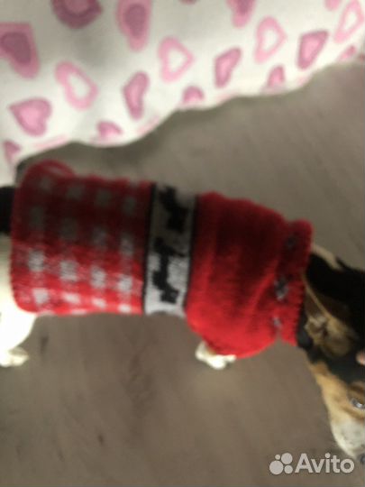 Одежда для собак мелких пород