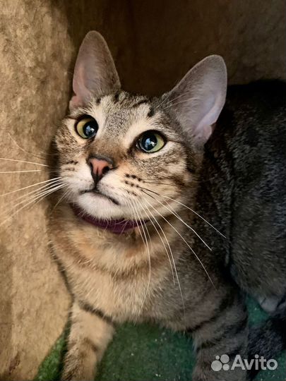 Молодой котик Космо в добрые руки