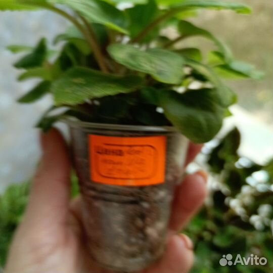 Детки мини, полумини и трейлерных фиалок