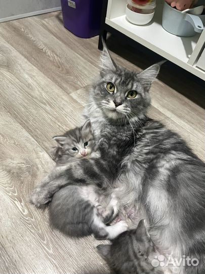 Котята от кошки Мейкуна