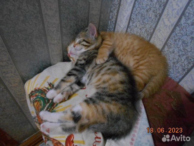 Котята в добрые руки бесплатно