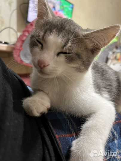 Египетская Мау котята