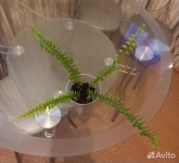 Папоротник нефролепис