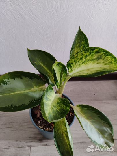 Аглаонема тайская Уши слона