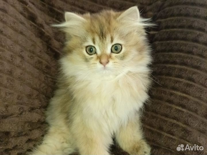 Золотая шиншилла