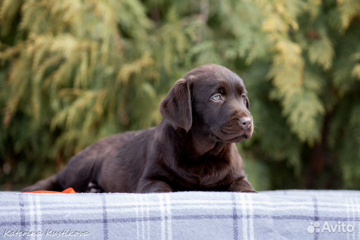 Щенки лабрадора
