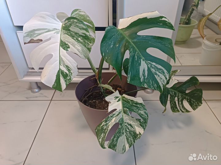 Монстера альба