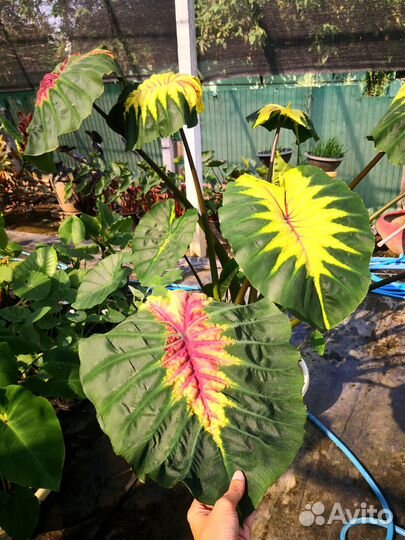 Новинка Колоказия Light Pillar шикарный сорт