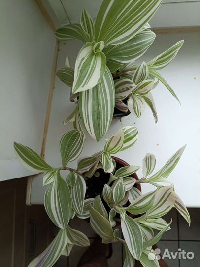 Толстянка, традесканция розовая, алоэ лечебный