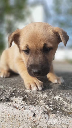 Красивые щенки