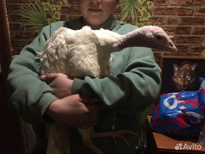 Индюк и индюшка