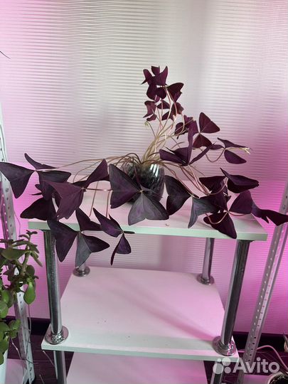 Кислица (оксалис, бабочки)