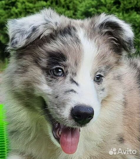 Мраморная девочка бордер колли