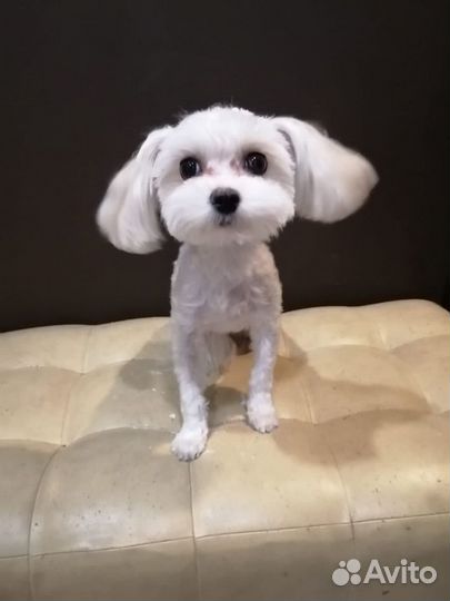 Стрижка кошек и собак