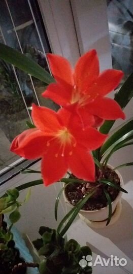 Лилия красная