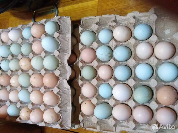 Цыплята от несушук с пасхальными яйцами