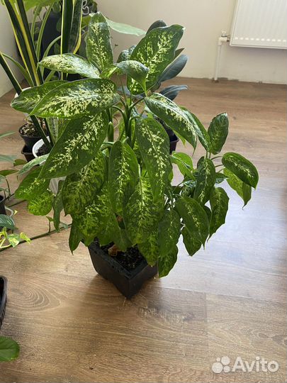 Комнатные цветы